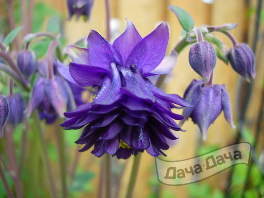 Аквилегия гибридная Барлоу 