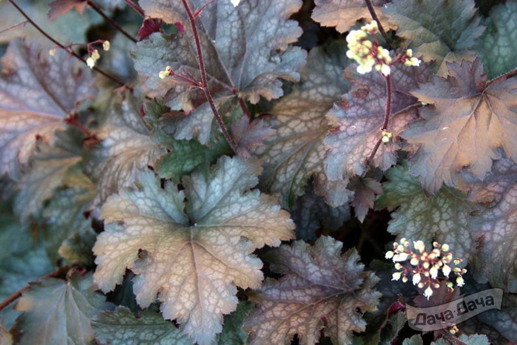 Гейхера Сильвер Индиана (Silver Indiana)