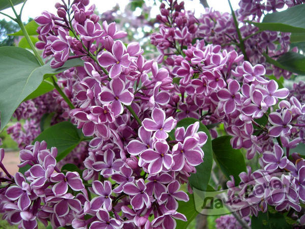 Сирень после цветения: как обрезать 