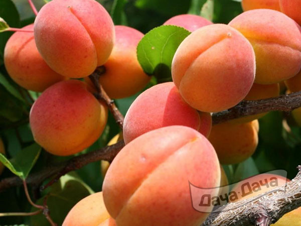Как летом увеличить обилие плодов на абрикосовом дереве  