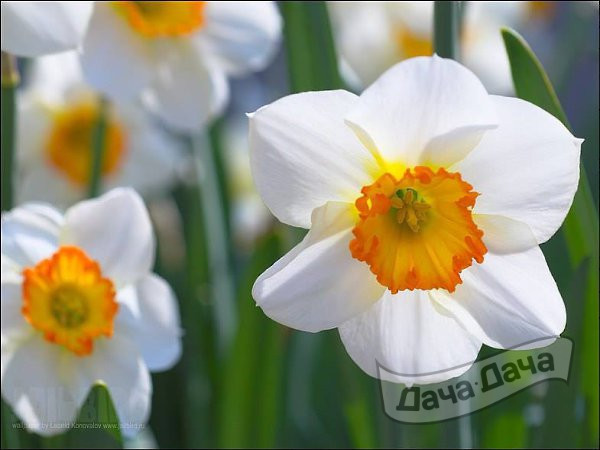 Как ухаживать за нарциссами весной