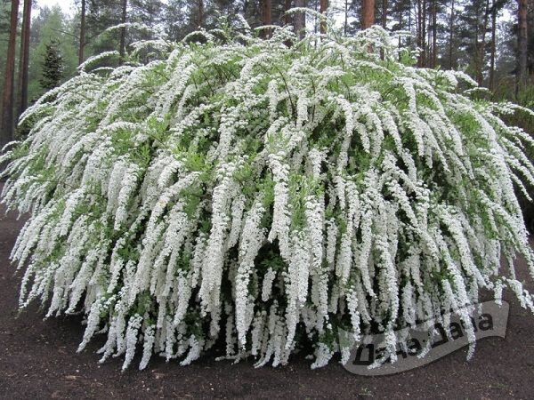 Спирея серая Грефшейм: посадка и уход