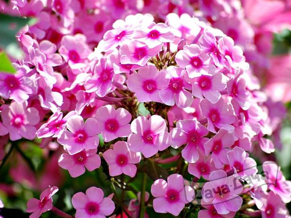 22-24 выставка флоксов в Аптекарском огороде