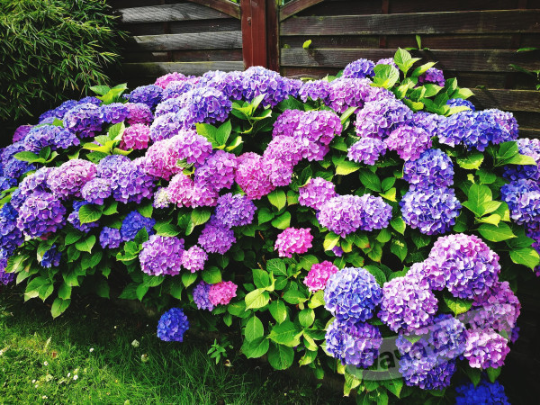 Гортензия в августе: полезный уход 