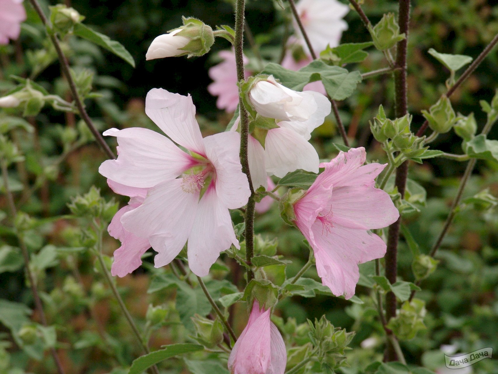 Лаватера гибридная Барнсли (Barnsley) (Lavatera x hybrida «Barnsley») -  описание сорта, фото, саженцы, посадка, особенности ухода. Дачная  энциклопедия.