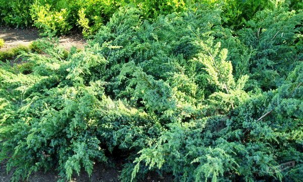 Можжевельник блю свид описание фото – juniperus squamata blue swede