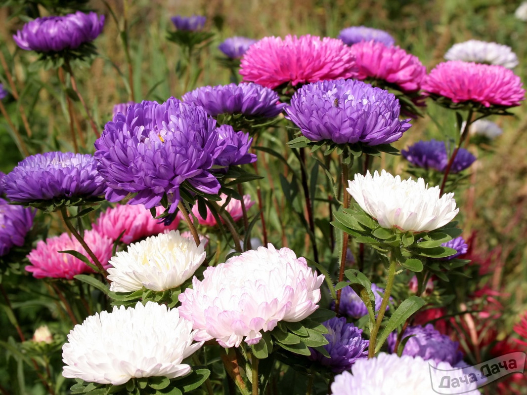 Астра однолетняя