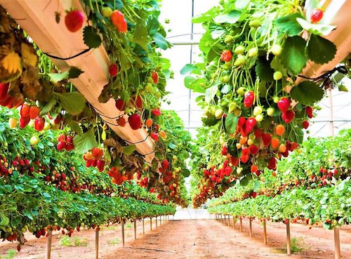 В Астрахани учатся выращивать клубнику по-итальянски