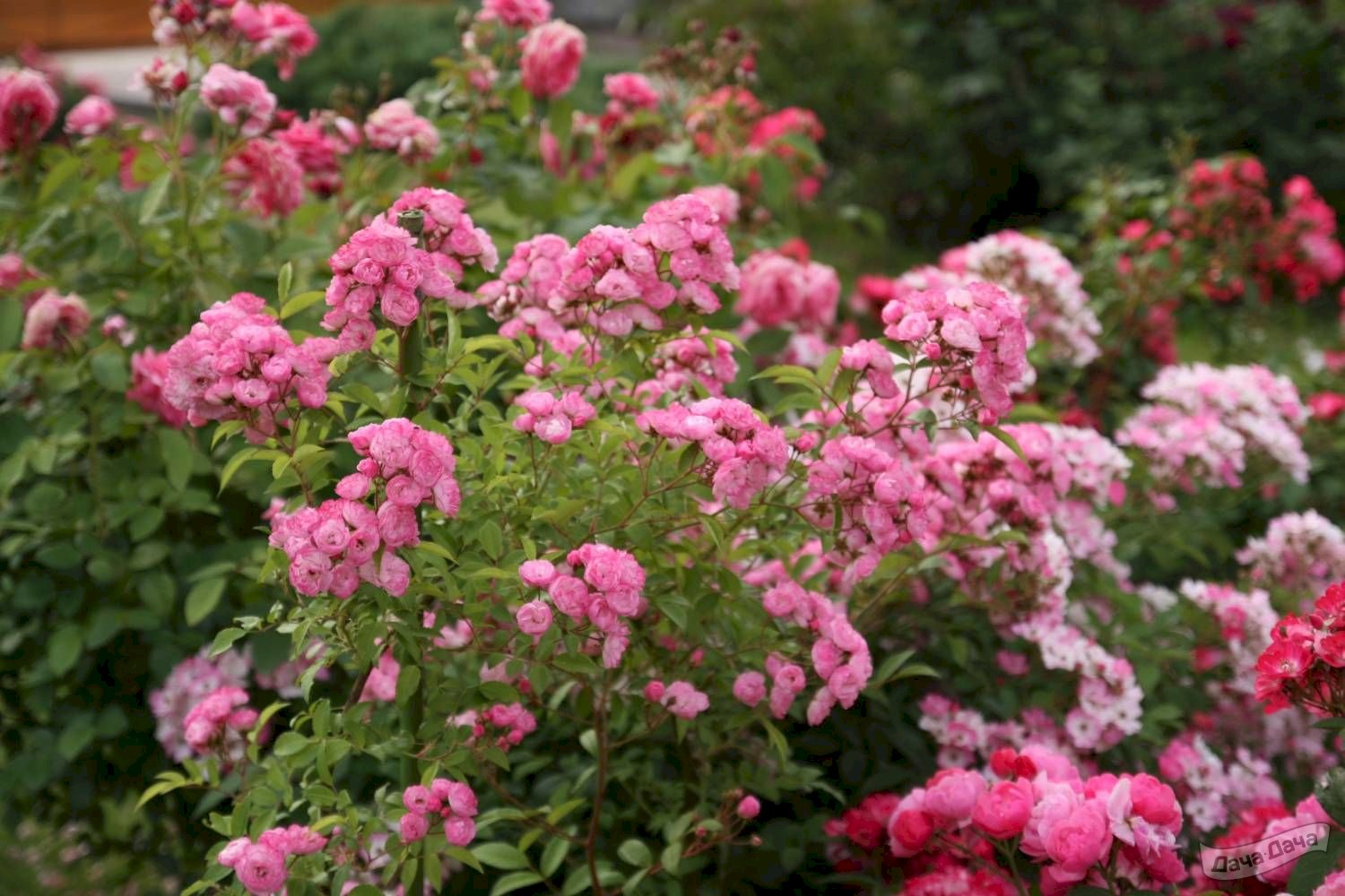 Роза гибридная мускусная Хэвенли Пинк (Heavenly Pink) (Rosa hibrida moschata Heavenly Pink) - описание сорта, фото, саженцы, посадка, особенности ухода. Дачная энциклопедия.