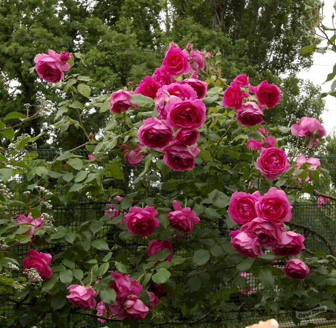 Роза плетистая Пинк Клауд (Pink Cloud) (Rose climbing Pink Cloud) - описание сорта, фото, саженцы, посадка, особенности ухода. Дачная энциклопедия.