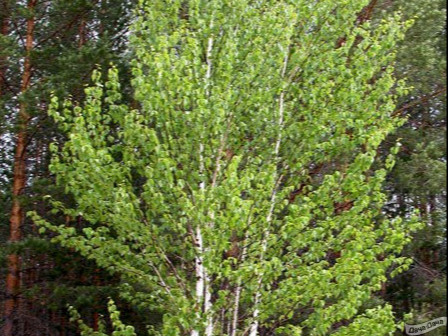 Береза пушистая (белая)