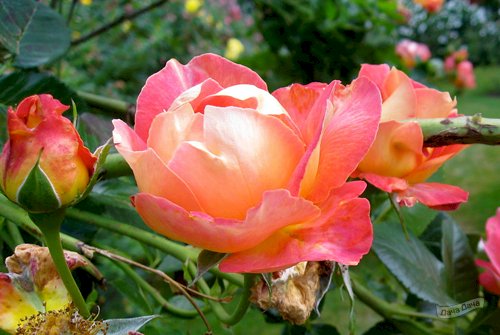 Роза Декор Арлекин Фото