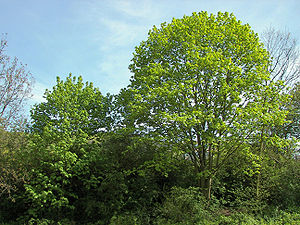 300px Acer platanoides 002