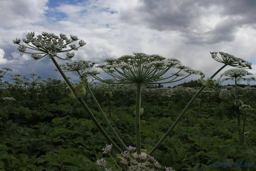 За борщевик на участке будут штрафовать 