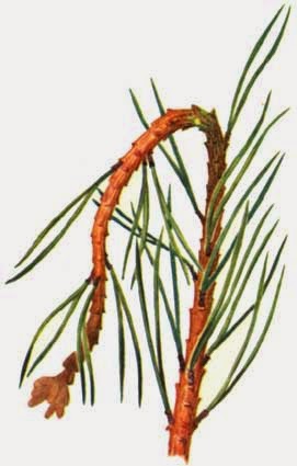 Melampsora pinitorqua