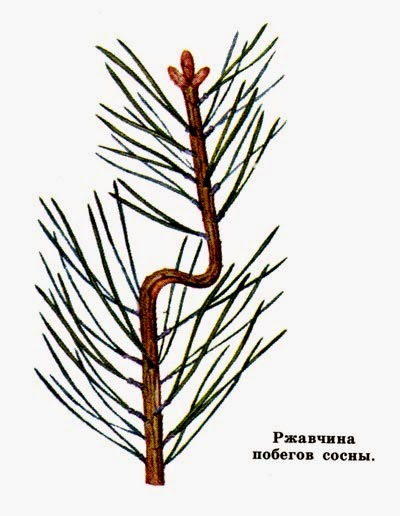 Melampsora pinitorqua2