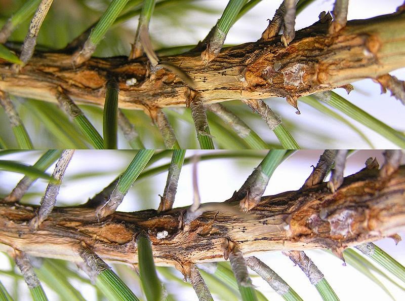 Melampsora pinitorqua3 копия