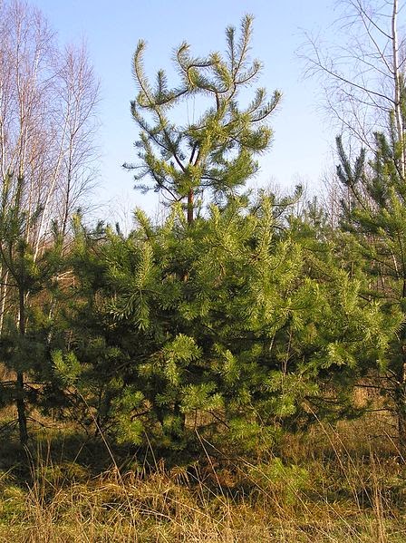 Melampsora pinitorqua4 копия