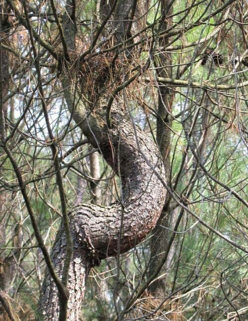 Melampsora pinitorqua6 копия