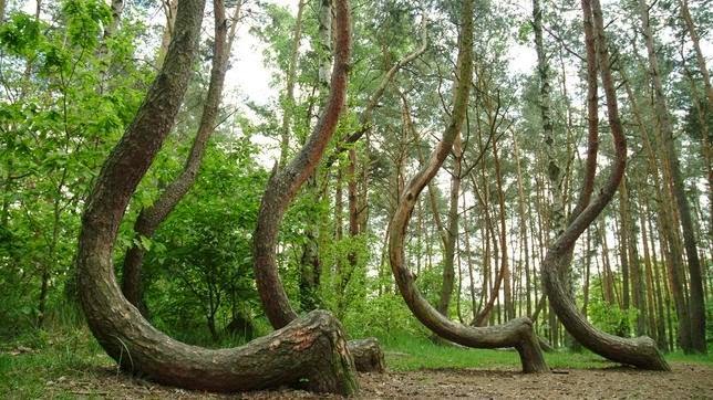 Melampsora pinitorqua8