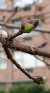 Norway maple buds