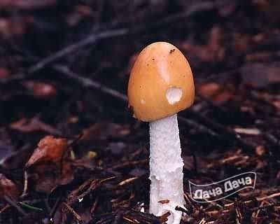 Поплавок шафранный