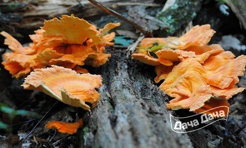 Трутовик серно-желтый