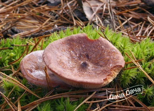 Горькушка (груздь горький)