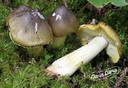 Рядовка отличающаяся (Рядовка обособленная, Рядовка отделённая)