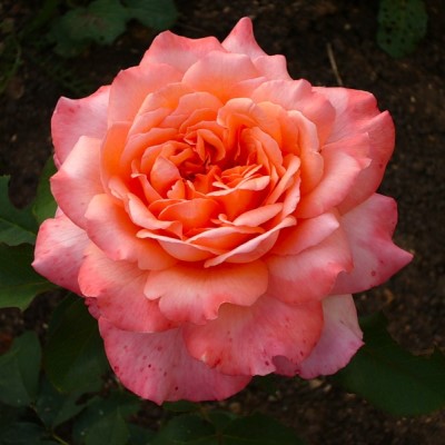 Роза Albrecht Durer