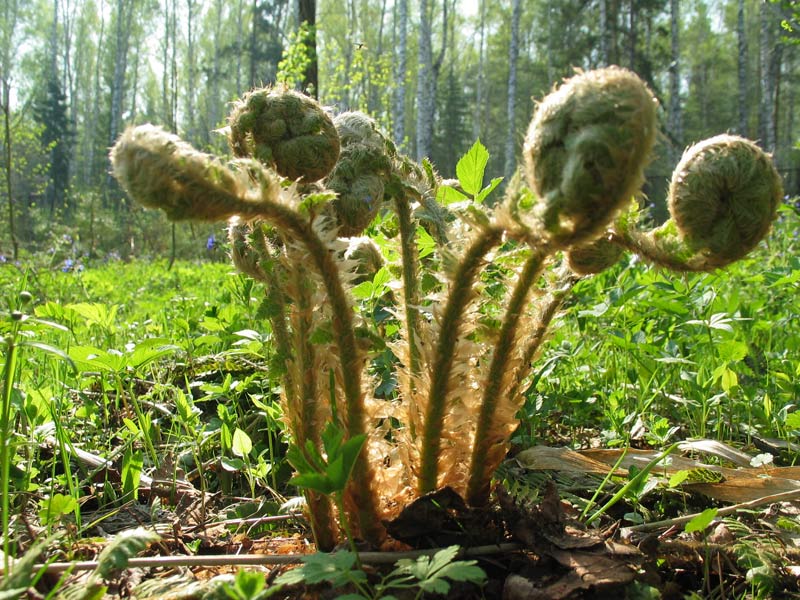 Многорядник брауна фото и описание