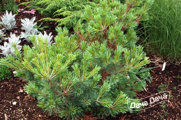 Сосна обыкновенная Пигмея Хиллер Тиндстал