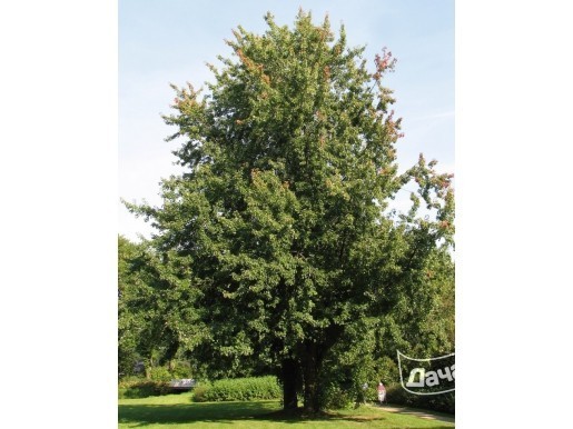 Клен сахаристый "Вагнера"