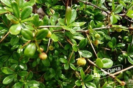 Барбарис средний