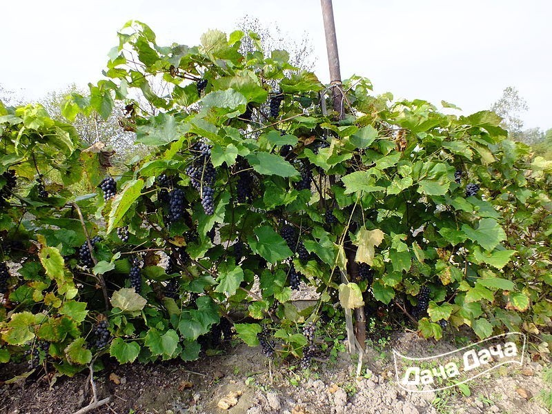 История выращивания сорта винограда Амурский