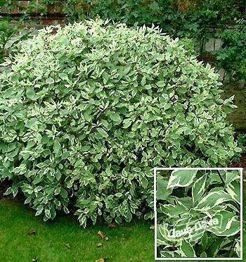 Дерен белый Сибирика вариегата (Sibirica Variegata)
