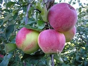 Яблоня ранняя Красуля