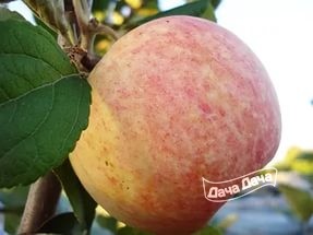 Яблоня ранняя Летнее нежное
