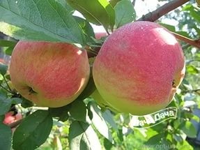 Яблоня ранняя Оттава - 272