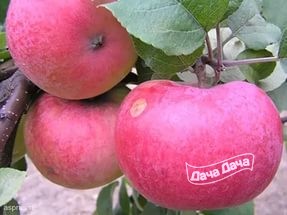 Яблоня ранняя Памяти Тихомирова