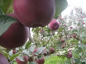 Яблоня ранняя Союз