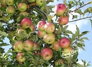 Яблоня ранняя Спасское