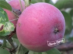 Яблоня ранняя Юбилейное биофака