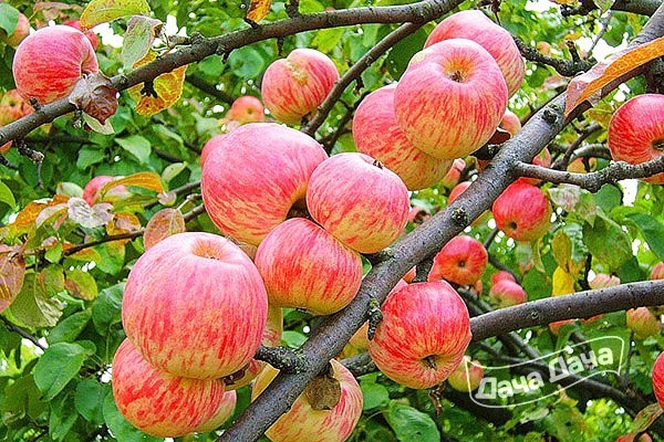 Купить Яблоня ранняя Яблочный спас - описание сорта, фото ...