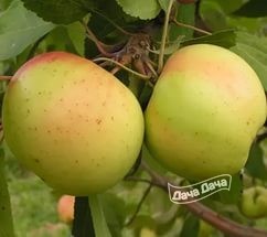 Яблоня зимняя Банановое