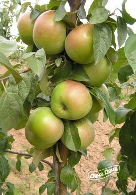 Яблоня зимняя Белана