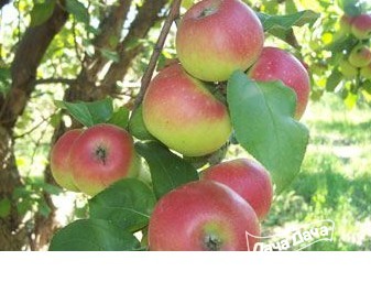 Яблоня зимняя Волжское щедрое