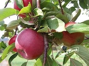 Яблоня зимняя Красноглинское