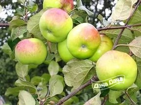 Яблоня зимняя Имрус