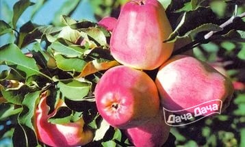 Яблоня зимняя Кандиль орловский